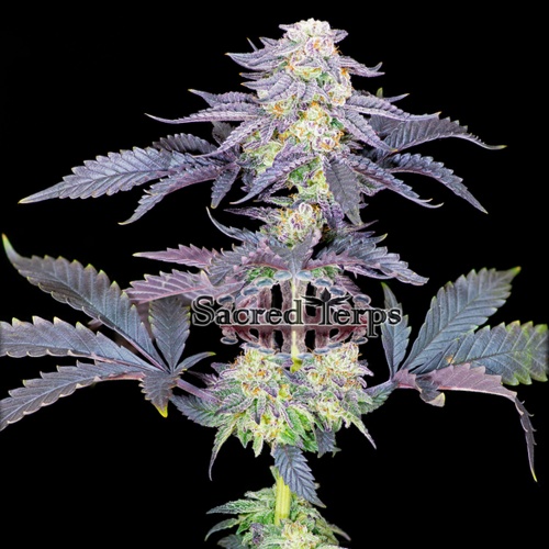 Red Velvet Feminizada