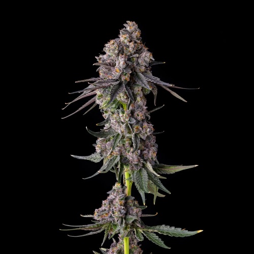 Rainbow Guave : Rainbow Guava x Pave