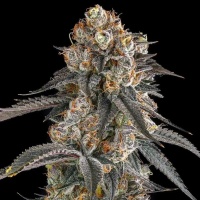 Solazo : Pinana x Black Ambers 