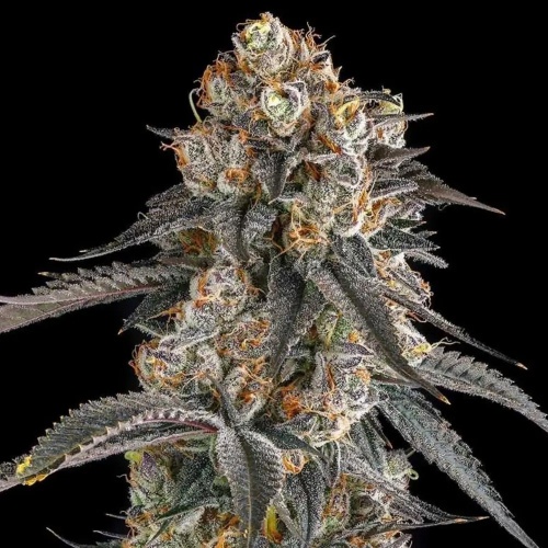 Solazo : Pinana x Black Ambers 