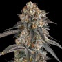 Solazo : Pinana x Black Ambers 