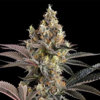 Tostones : Private Banana x Black Amber