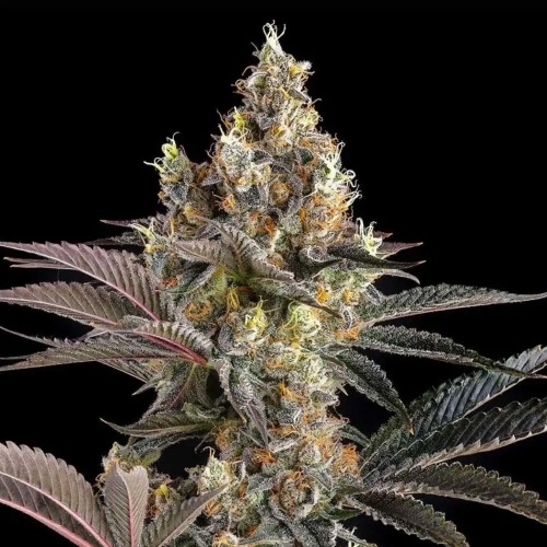 Tostones : Private Banana x Black Amber