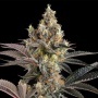 Tostones : Private Banana x Black Amber