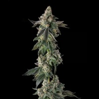 Wokstar : Egg Roll x Mellowz #8