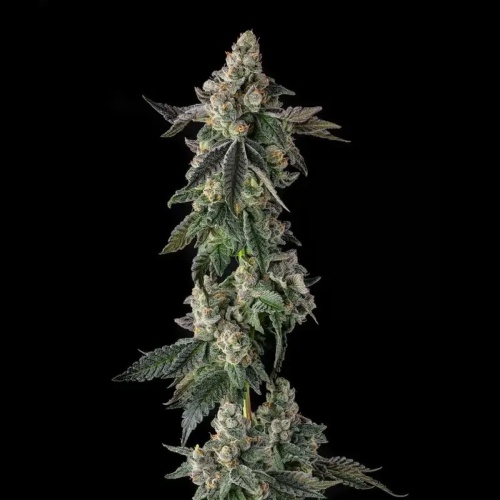 Wokstar : Egg Roll x Mellowz #8