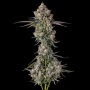 Zhampagne : Blue Nerdz x Pave