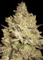 Jacky White Feminized