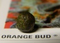 Orange Bud Regular