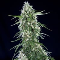 Super Silver Bilbo Feminized