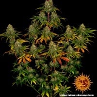 Liberty Haze Feminized