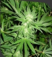 White Rhino Feminized 