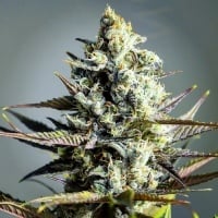 Critical Kush Feminized