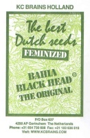 Bahia Black Head Feminized