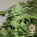 Northern Light Special Feminized