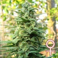 Leda Uno Feminized