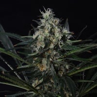 BlackJack Feminized