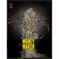 Money Maker Feminizada