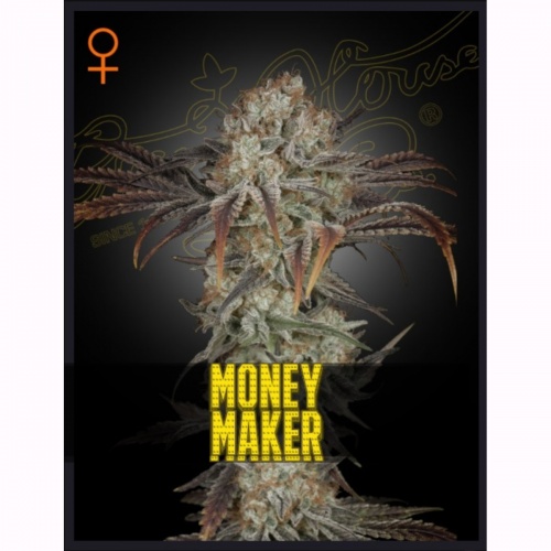 Money Maker Feminizada