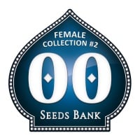 Female Collection no.2 Feminizada