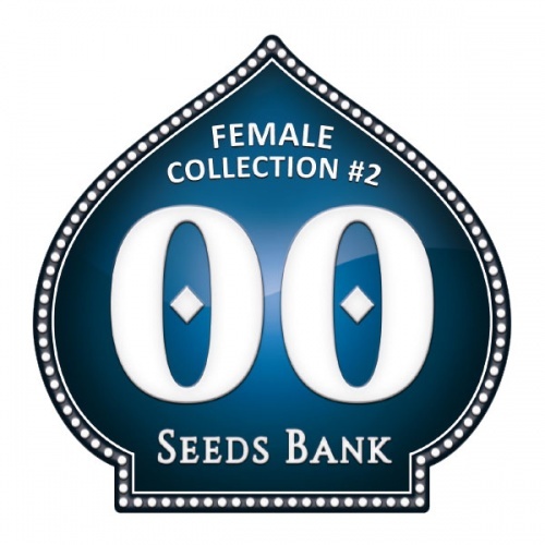 Female Collection no.2 Féminisée