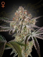 Great White Shark Feminized