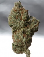 Cold Creek Kush Regular