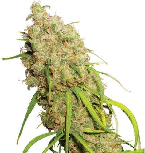 Desfran Feminized