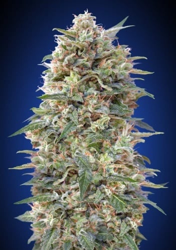 California Kush Feminized