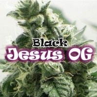 Black Jesus OG Feminizada