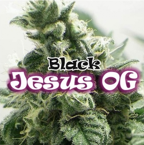 Black Jesus OG Féminisée