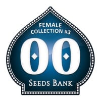 Female Collection no.3 Feminizada