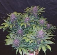 Blackberry Auto Feminized