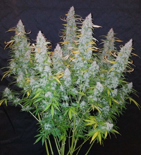 Californian Snow Auto Feminized