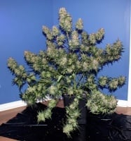 Girl Scout Cookies Auto Feminized