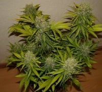 Grapefruit Auto Feminizada