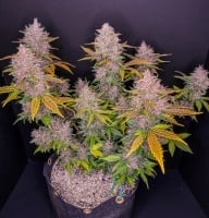 LSD-25 Auto Feminizada