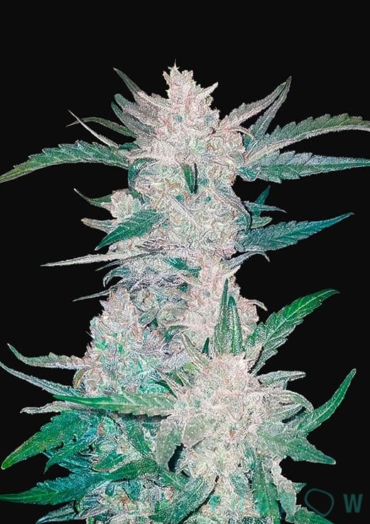 Mexican Airlines Auto Feminized by Fast Buds - THGrow (Growshop Online)
