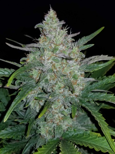 Rhino Ryder Auto Feminized