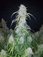 Six Shooter Auto Feminizada