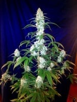 West Coast O.G. Auto Feminizada