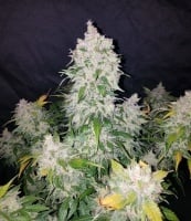 Stardawg Auto Feminizada