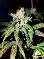 Dream Berry Feminized