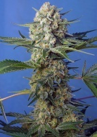 Crystal Candy F1 Fast Version Feminized