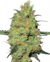 Master Kush Auto Feminized