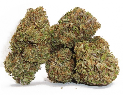 Cannabis Haut CBD MariaLight Big Bud