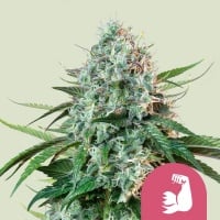 Hulkberry Feminizada