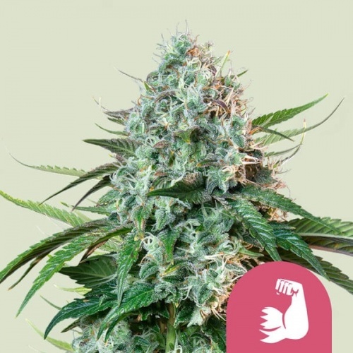Hulkberry Feminizada