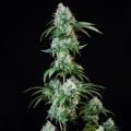 Hulkberry Feminizada
