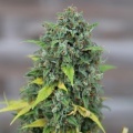 Hulkberry Feminizada